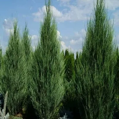 Можжевельник СКАЙРОКЕТ скальный  Можжевельник СКАЙРОКЕТ скальный в Липецке