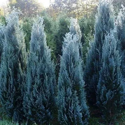 Кипарисовик ДАРТС БЛЮ РИББОН лавсона  Кипарисовик ДАРТС БЛЮ РИББОН лавсона в Липецке