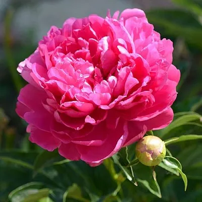 Пион БУШЕЛА травянистый  Пион БУШЕЛА травянистый в Липецке