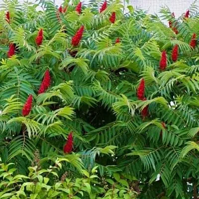 Сумах  Сумах в Липецке