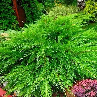 Можжевельник МИНТ ДЖУЛЕП средний  Можжевельник средний Mint Julep (МИНТ ДЖУЛЕП) в Липецке