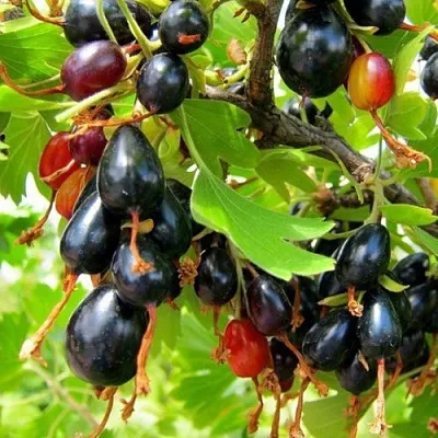 Смородина золотистая БОКАЛИНСКАЯ  Смородина золотистая БОКАЛИНСКАЯ в Липецке