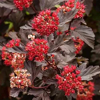 Пузыреплодник РЕД БАРОН  Пузыреплодник РЕД БАРОН в Липецке