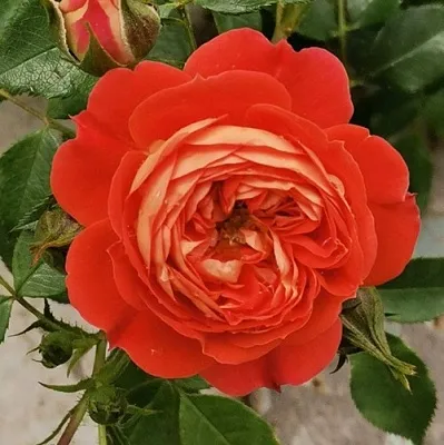 Саженцы роз СТАРЛЕТ РОУЗ КАРМЕН плетистая  Саженцы роз СТАРЛЕТ РОУЗ КАРМЕН плетистая в Липецке