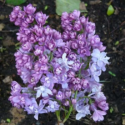 Сирень НАДЕЖДА  Сирень НАДЕЖДА в Липецке