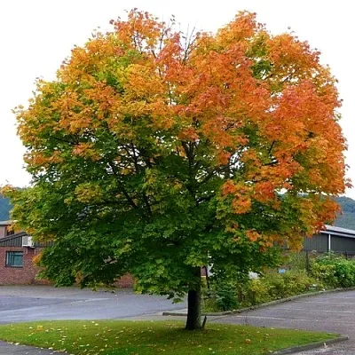 Клен остролистный  Клен остролистный в Липецке