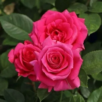 Саженцы роз ЛАВ ЛЕТТЕР флорибунда  Саженцы роз ЛАВ ЛЕТТЕР флорибунда в Липецке