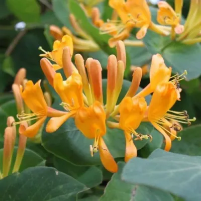 Жимолость ТЕЛЬМАНА в Липецке