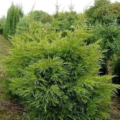 Можжевельник КУРИВАО ГОЛД китайский  Можжевельник КУРИВАО ГОЛД китайский в Липецке