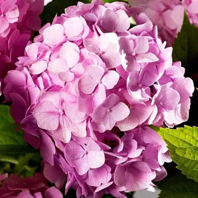 Гортензия БУКЕТ РОУЗ крупнолистная  Гортензия БУКЕТ РОУЗ крупнолистная в Липецке