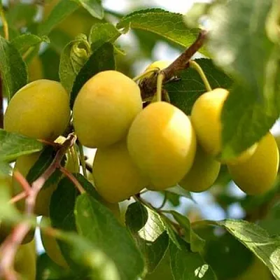 Слива ОЧАКОВСКАЯ ЖЕЛТАЯ в Липецке