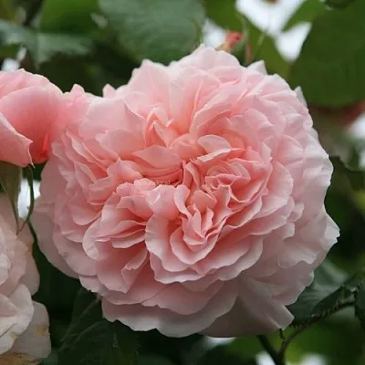 Саженцы роз РОЗ ДЕ ТОЛБИАК плетистая  Саженцы роз РОЗ ДЕ ТОЛБИАК плетистая в Липецке