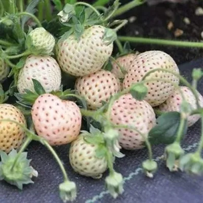 Клубника АНАНАСА ремонтантная в Липецке