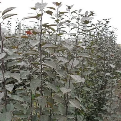 Подвой яблони 54-118 в Липецке