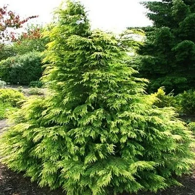 Кипарисовик САНКИСТ лавсона  Кипарисовик САНКИСТ лавсона в Липецке