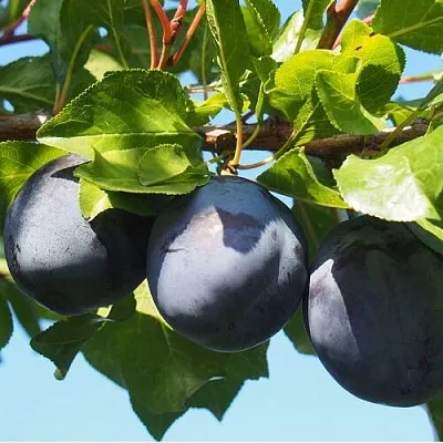 Слива ВОЛАТ в Липецке