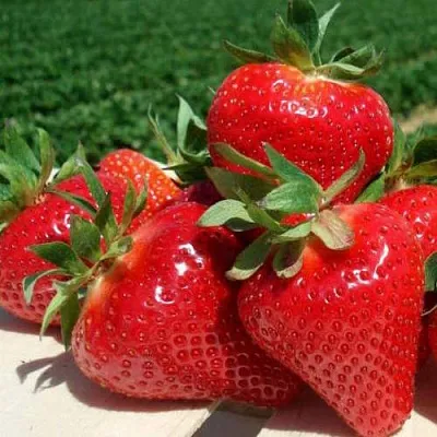 Клубника ДЖОЛИ в Липецке