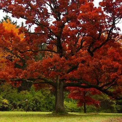 Дуб в Липецке