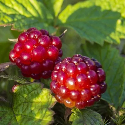 Княженика ЛИНДА  Княженика ЛИНДА в Липецке