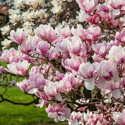 Магнолия  Магнолия в Липецке