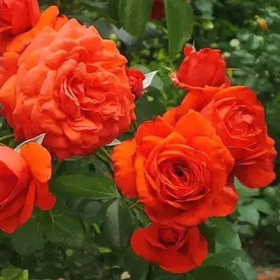 Саженцы роз МАЙНТАУЭР плетистая  Саженцы роз МАЙНТАУЭР плетистая в Липецке