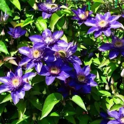 Клематис МУЛЬТИ БЛЮ — описание сорта Клематис МУЛЬТИ БЛЮ в Липецке