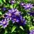 Клематис МУЛЬТИ БЛЮ — описание сорта Клематис МУЛЬТИ БЛЮ в Липецке