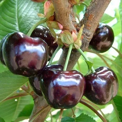 Черешня МУСКАТНАЯ  Черешня МУСКАТНАЯ в Липецке