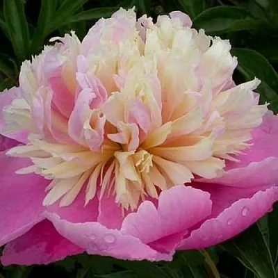 Пион ВЕСЕННЯЯ ПАЛИТРА травянистый  Пион ВЕСЕННЯЯ ПАЛИТРА травянистый в Липецке