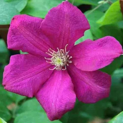 Клематис ЭРНЕСТ МАРКХАМ  Клематис ЭРНЕСТ МАРКХАМ в Липецке