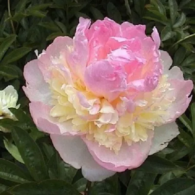 Пион РАСБЕРРИ САНДЕЙ травянистый — описание сорта Пион РАСБЕРРИ САНДЕЙ травянистый в Липецке