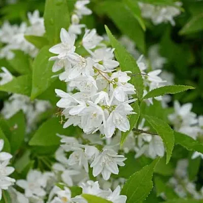 Дейция шершавая в Липецке