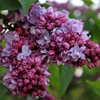 Сирень П.П.КОНЧАЛОВСКИЙ  Сирень П.П.КОНЧАЛОВСКИЙ в Липецке