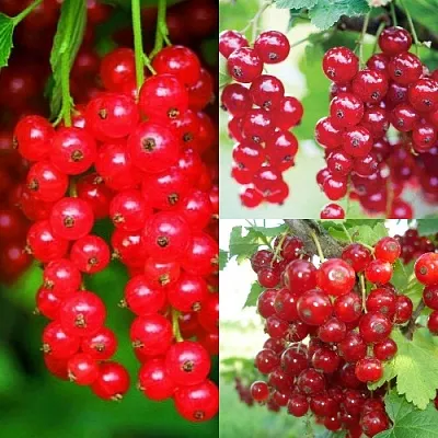 Комплект КРАСНЫЙ УРОЖАЙ в Липецке