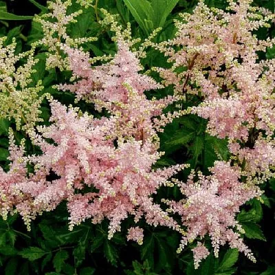 Астильба СЕСТРА ТЕРЕЗА Арендса  Астильба СЕСТРА ТЕРЕЗА Арендса в Липецке