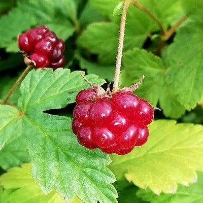 Княженика АННА  Княженика АННА в Липецке