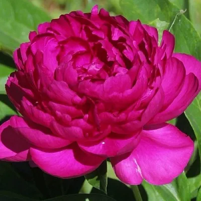 Пион БАРХАТ НОЧИ травянистый  Пион БАРХАТ НОЧИ травянистый в Липецке