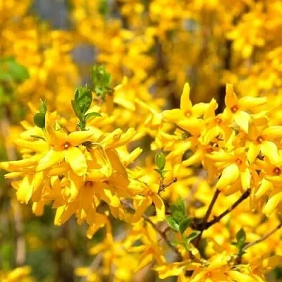 Форзиция  Форзиция в Липецке