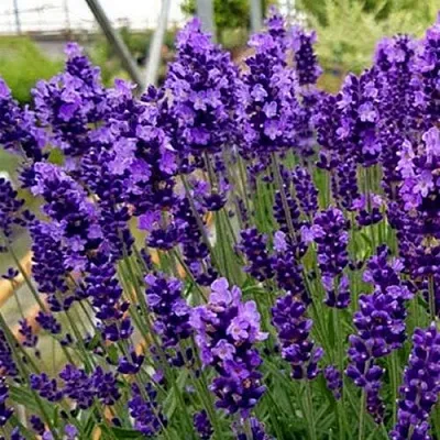 Лаванда ХИДКОТ БЛЮ узколистная  Лаванда ХИДКОТ БЛЮ узколистная в Липецке