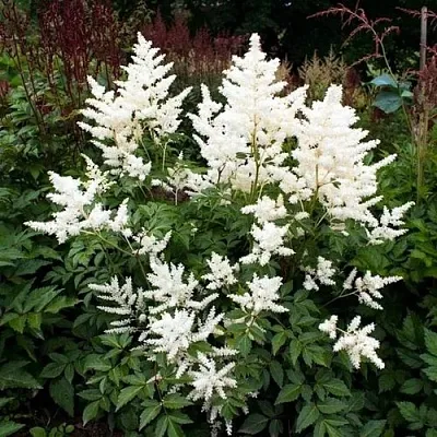 Астильба ДОЙЧЛАНД японская  Астильба ДОЙЧЛАНД японская в Липецке