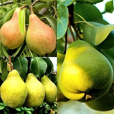 Комплект НАСТОЯЩИЙ ВОСТОРГ в Липецке