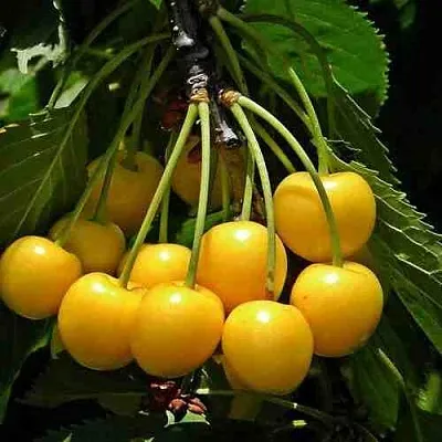 Черешня ЧЕРМАШНАЯ  Черешня ЧЕРМАШНАЯ в Липецке