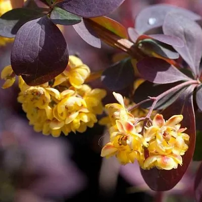 Барбарис  Барбарис в Липецке