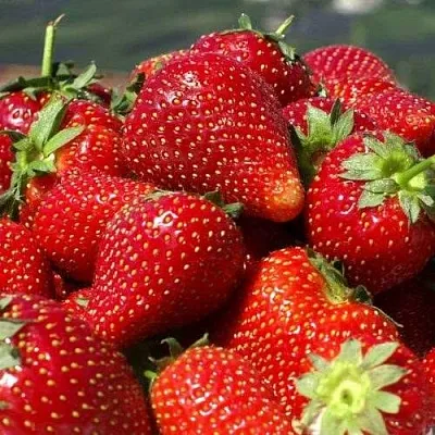 Клубника ПИРЧИНКЬЮ в Липецке