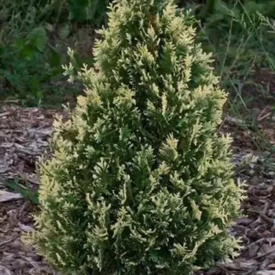 Туя БРАБАНТ ВАРИЕГАТТА западная — описание сорта Туя БРАБАНТ ВАРИЕГАТТА западная в Липецке