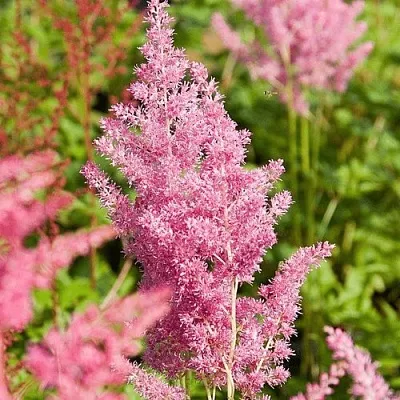 Астильба РЕЙНЛЕНД японская  Астильба РЕЙНЛЕНД японская в Липецке
