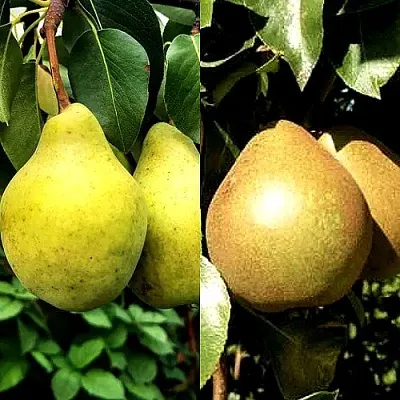 Комплект ДУЭТ в Липецке