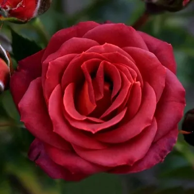 Саженцы роз ЧОКОЧИНО спрей  Саженцы роз ЧОКОЧИНО спрей в Липецке