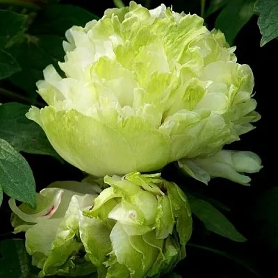 Пион ЗЕЛЕНЫЙ ШАР древовидный  Пион ЗЕЛЕНЫЙ ШАР древовидный в Липецке