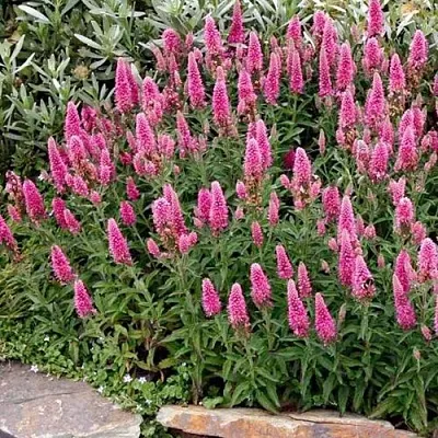 Вероника РОЗЕА колосковая  Вероника РОЗЕА колосковая в Липецке